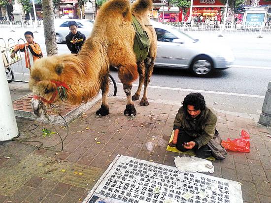 男子牵骆驼街头乞讨路人不给钱就打骆驼图