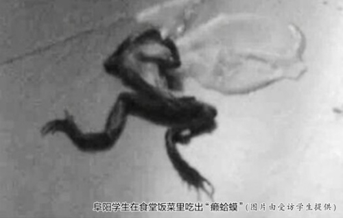 安徽阜阳学生食堂吃到死青蛙追踪学校被令道歉