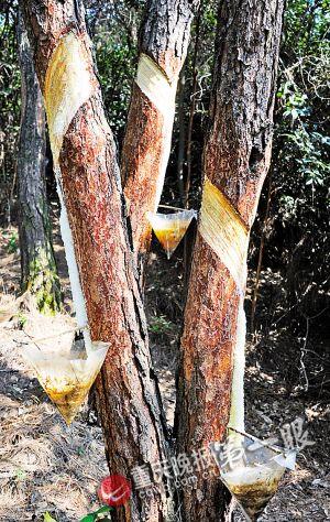 天然松林遭剥皮采脂 林农1元钱1棵树合同签6年