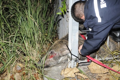 野猪被拍戏爆破声惊吓闯港铁车厂被困铁栏图