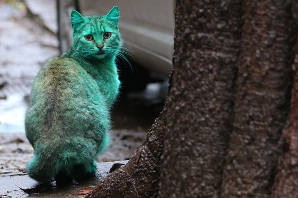 保加利亚现绿猫若人为染色涉虐待动物图