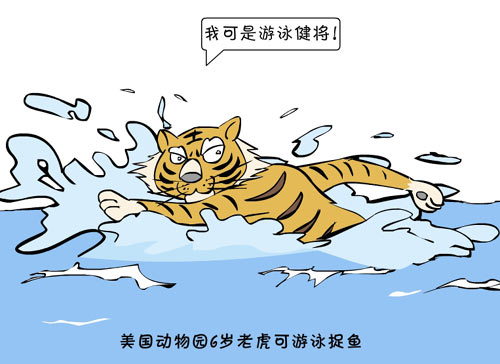新闻浮世绘美国动物园6岁老虎会游泳捕鱼