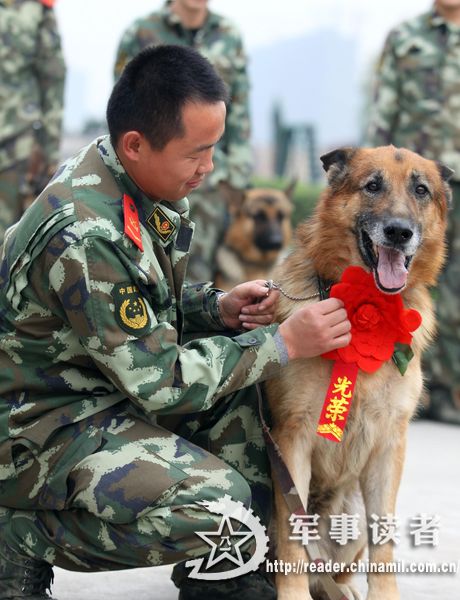 浙江武警功勋犬王戴大红花光荣退役