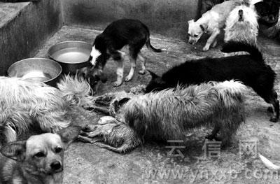 昆明犬只留检所内流浪狗因饥饿互相残杀啃食(图)