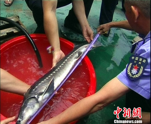 鄱阳湖开湖首日渔民捕获中华鲟