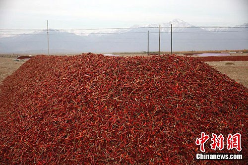 新疆和静周边戈壁成中国最大辣椒晾晒场2