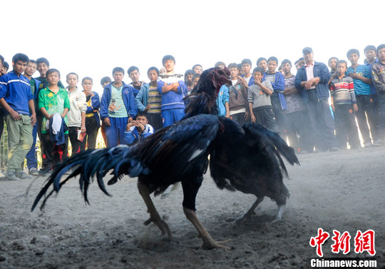 新疆吐鲁番乡间斗鸡惊心动魄场面火爆