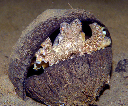 图:聪明章鱼"蜗居"椰子壳