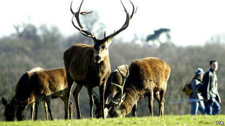 英國野鹿數量激增 專家鼓勵獵殺鹿群吃鹿肉(圖)