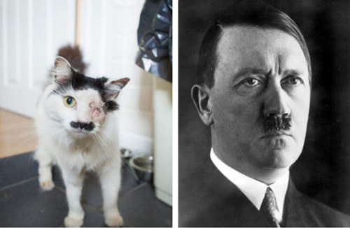 希特勒猫表情包图片