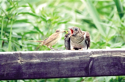 大自然養母養子大杜鵑幼鳥讓其他鳥類養圖