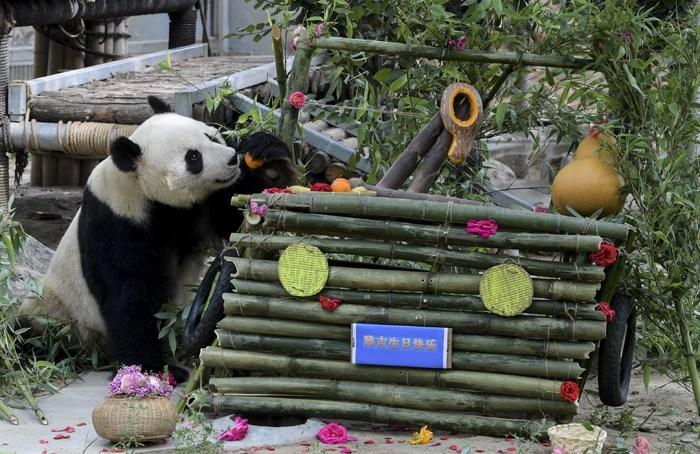大熊猫“雅吉”庆生 享用“特制蛋糕”
