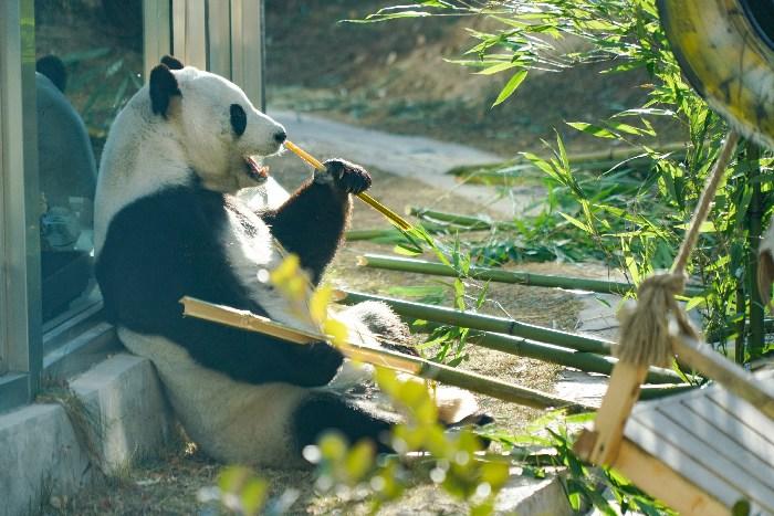 高原大熊猫“巴适”过冬