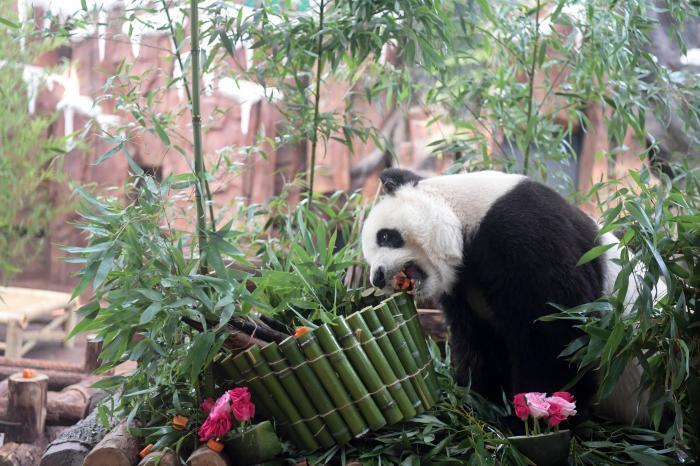 济南动物园大熊猫“华奥”迎来17岁生日