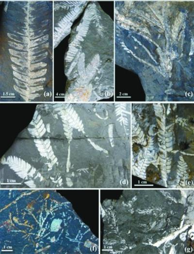 深圳发现恐龙时代植物化石本内苏铁已灭绝图