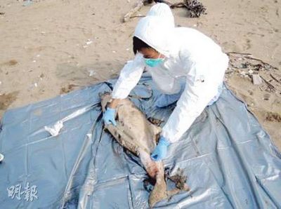 年幼中华白海豚伏尸香港海滩警方调查死因图