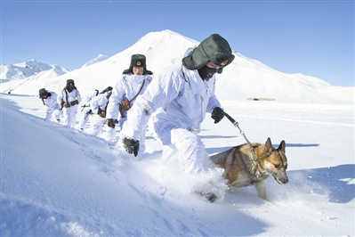 雪山巡逻犬图片