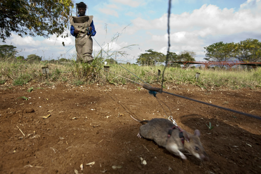 非洲巨鼠排雷图片