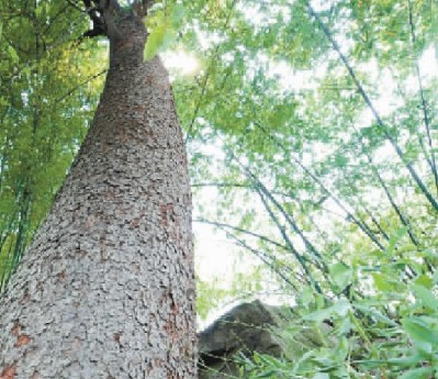 重庆綦江发现百余株野生南川木菠萝树