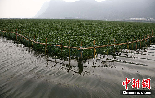 滇池水葫芦图片