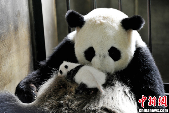 大熊猫奇珍的孩子图片