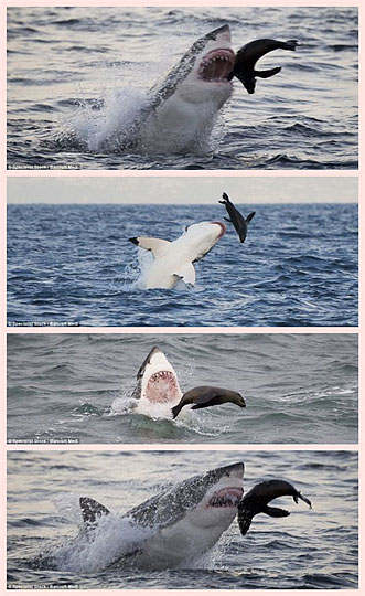 大白鲨捕食海豹图片