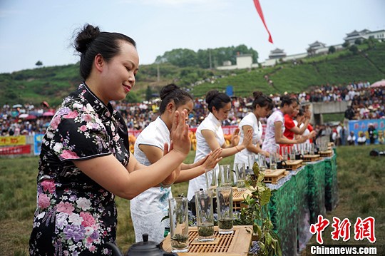 贵定县云雾茶的茶文化图片