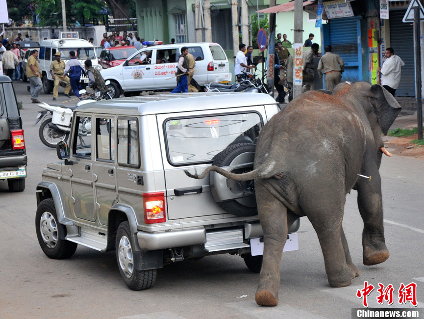 印度迈索尔遭大象侵袭一人被踩死