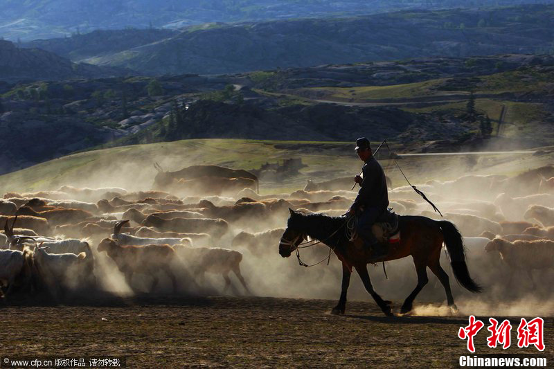 6月14日,新疆福海县牧民赶着牛羊在向阿尔泰山脉的高山夏牧场转场