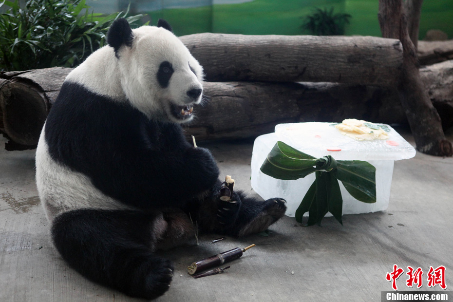 臺北市立動物園在臺灣的祖父母節這一天,提前為大熊貓