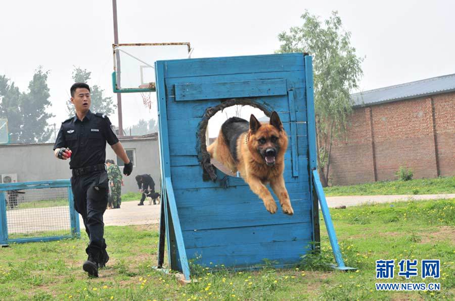 人狗激战警犬训练基地图片