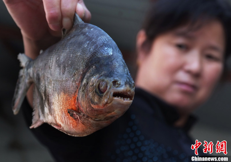 帕库食人鱼(帕库食人鱼为什么吃睾丸)-第1张图片-鲸幼网