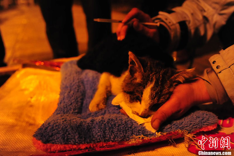 遇车祸数百只小猫滞留长沙 市民爱心救助