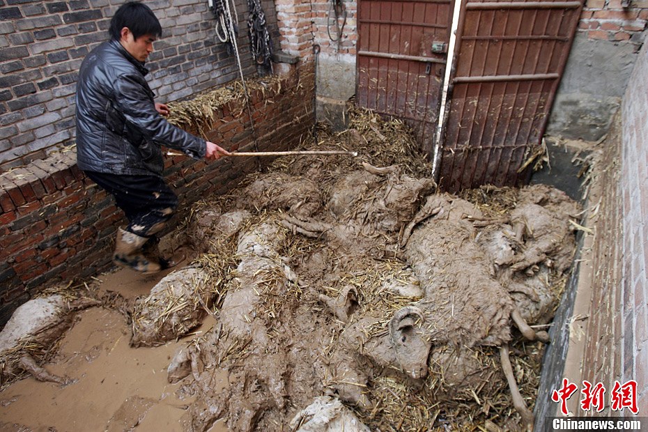 直擊山西洪洞受災現場牲畜被大水淹死