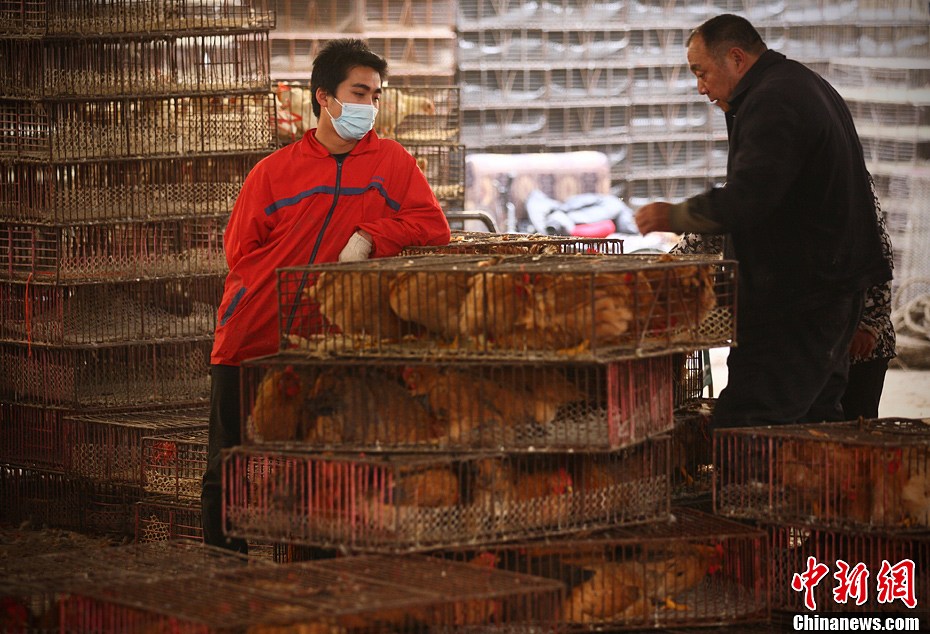南京最大活禽市场消毒频率加密严防疫情发生