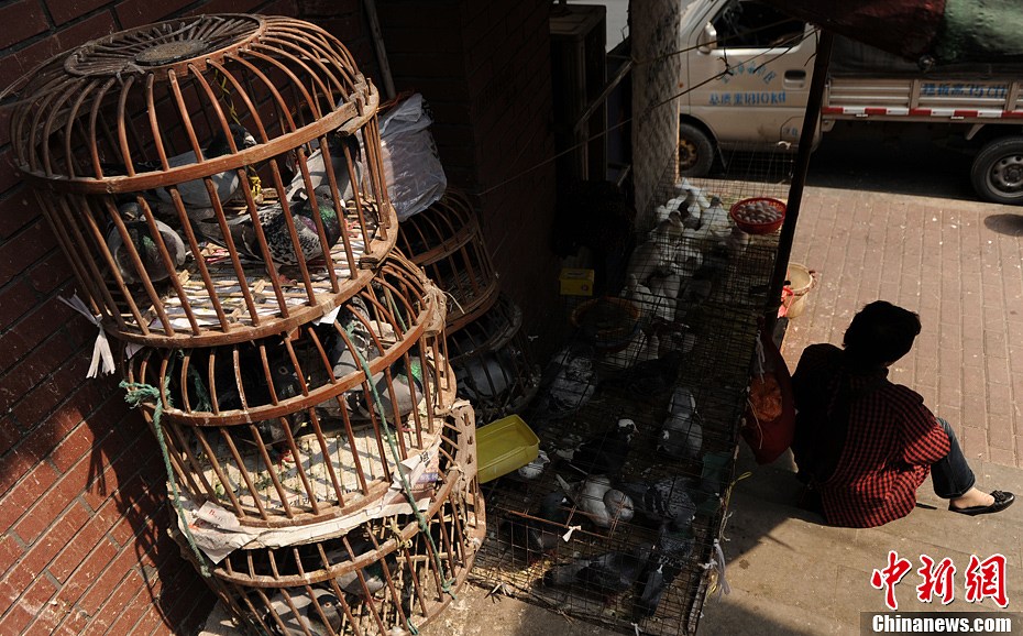 重庆鸟市受禽流感影响销量降低笼中鸟乏人问津