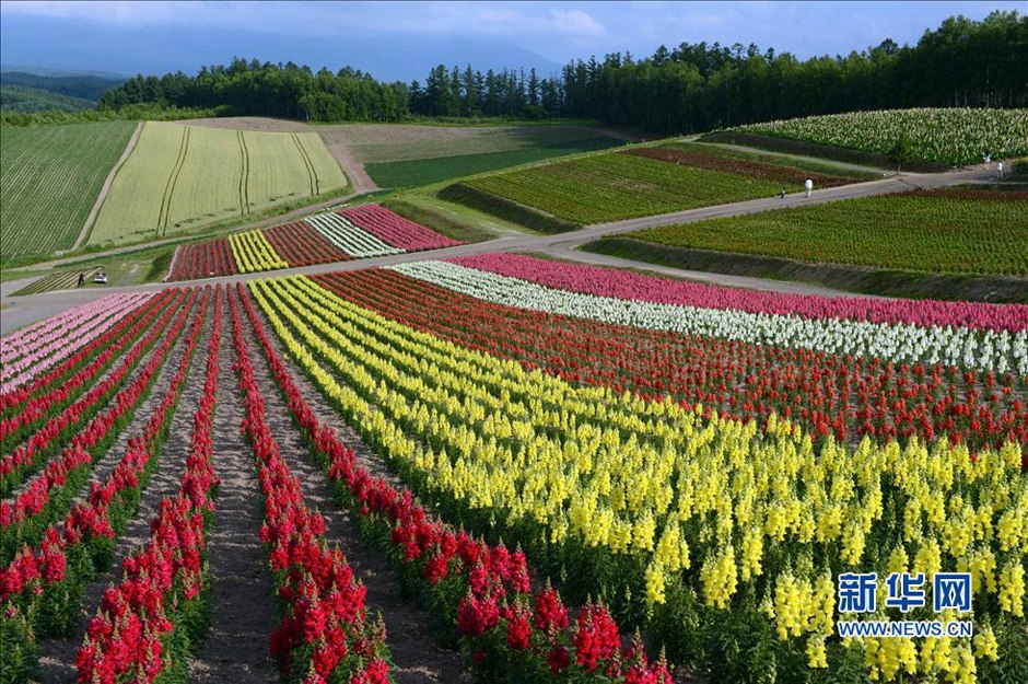 走进日本北海道彩色自然花海似彩虹 中新网