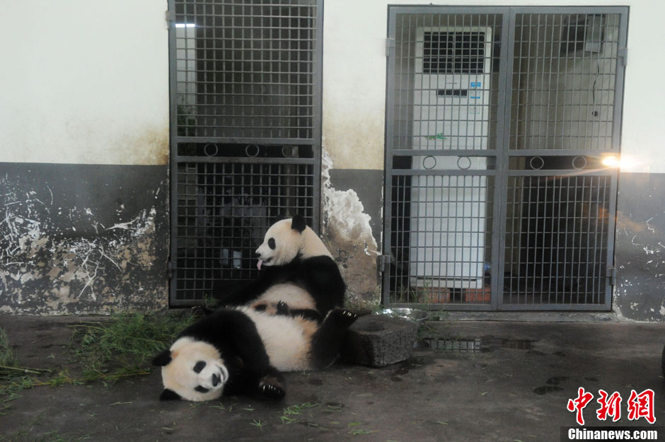 長沙持續高溫動物園內熊貓鎖定空調避暑