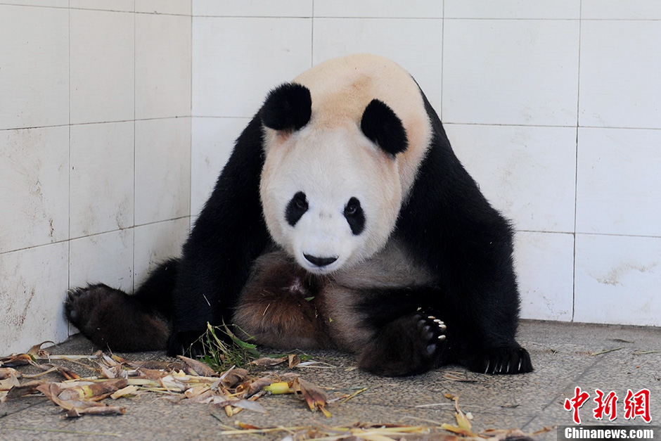 大熊猫瑛华在中国保护大熊猫研究中心顺利产仔