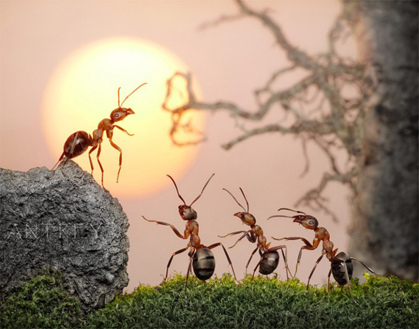 摄影师拍蚂蚁的微观生活