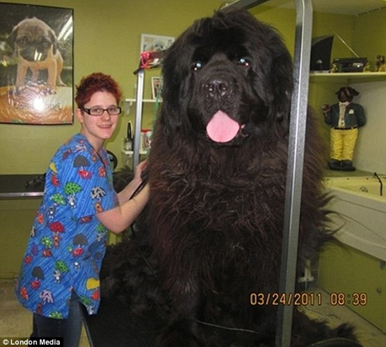 可爱巨型犬让主人如此渺小