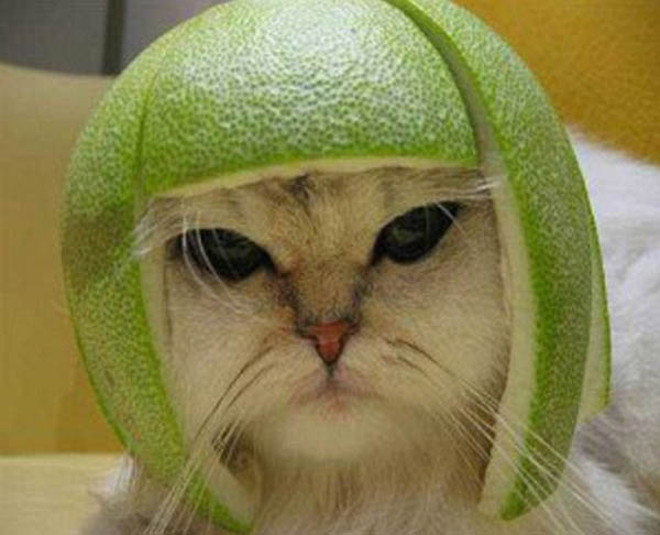 爆笑戴着果皮头盔的猫咪斗士
