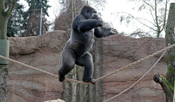 德动物园大猩猩自学走绳索特技
