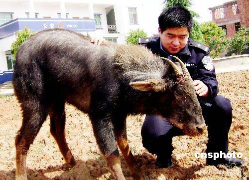 图神兽苏门羚作客江西鄱阳农家