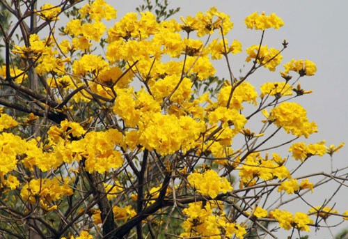 組圖天氣回暖臺灣黃花風鈴木初綻放