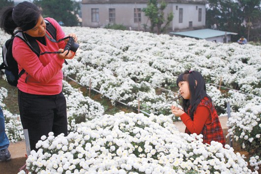 花田似雪台湾杭菊芋头节令5万人次陶醉 图 中新网